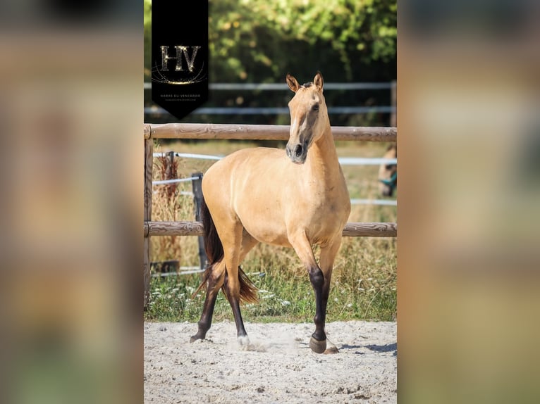 Lusitano Klacz 3 lat Jelenia in Marly-sous-Issy