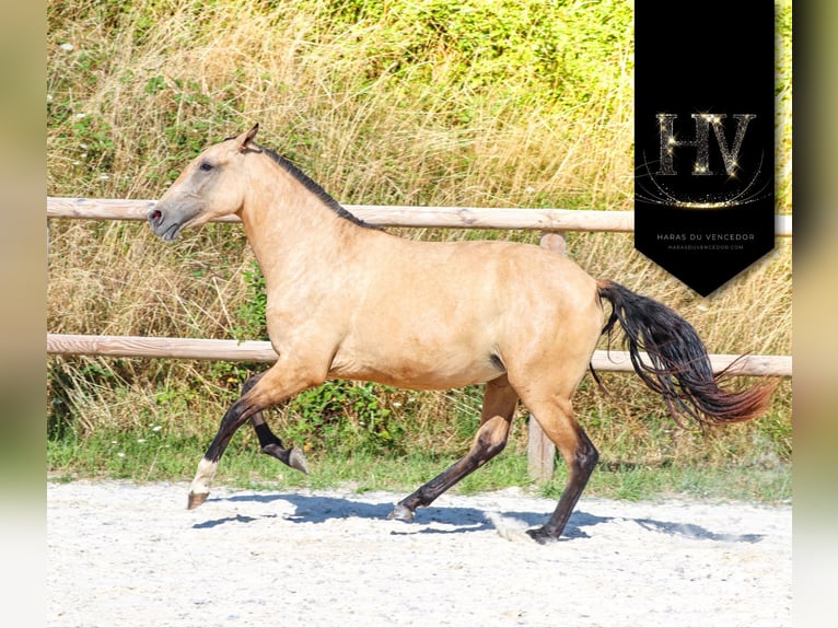 Lusitano Klacz 3 lat Jelenia in Marly-sous-Issy