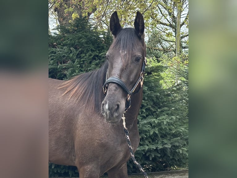 Lusitano Klacz 4 lat 152 cm Kara in Halle