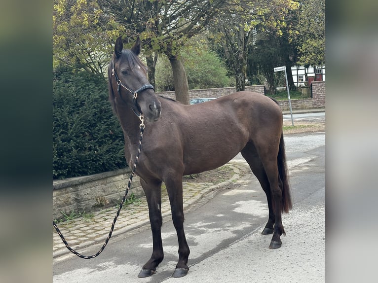 Lusitano Klacz 4 lat 152 cm Kara in Halle