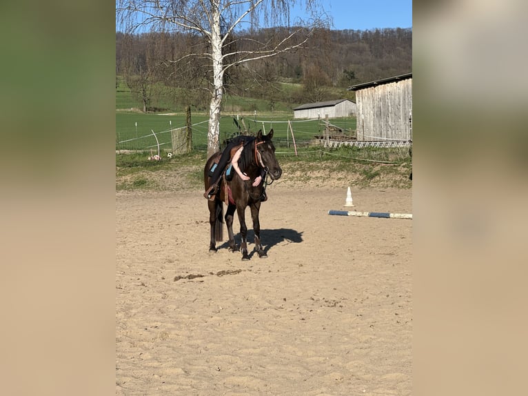 Lusitano Klacz 4 lat 152 cm Kara in Halle