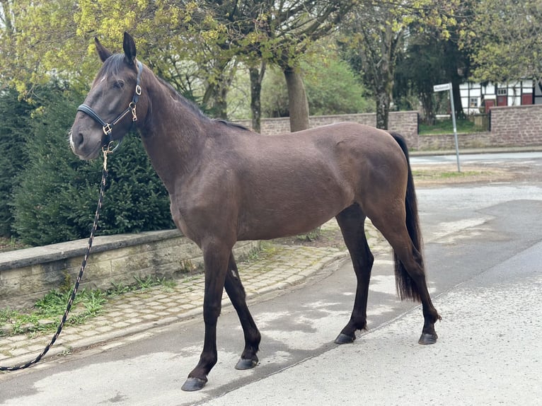 Lusitano Klacz 4 lat 152 cm Kara in Halle