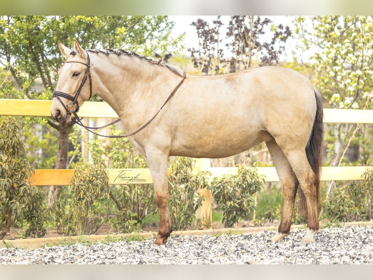 Lusitano Klacz 4 lat 153 cm Jelenia in Lelystad