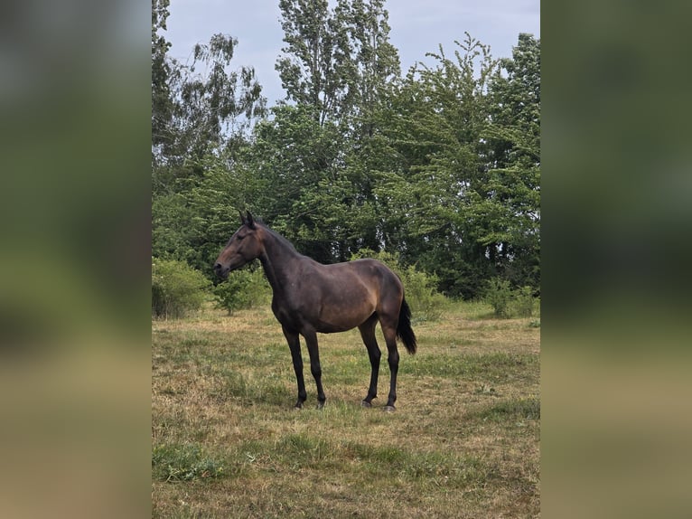Lusitano Klacz 4 lat 155 cm Gniada in Joiselle