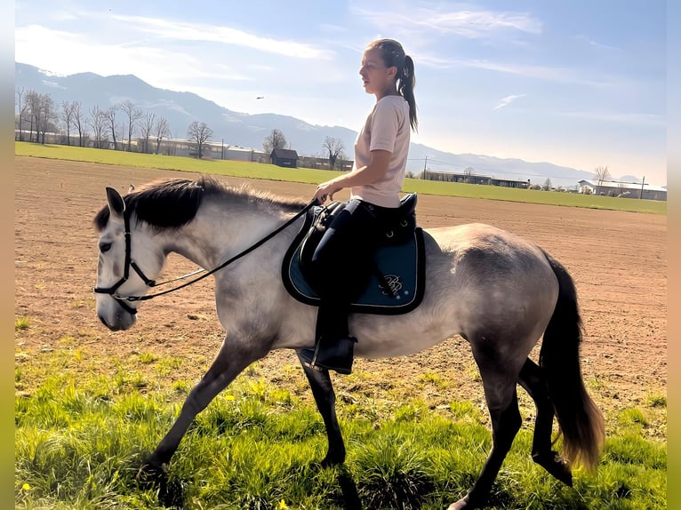 Lusitano Klacz 4 lat 155 cm Kasztanowatodereszowata in Kaltbrunn