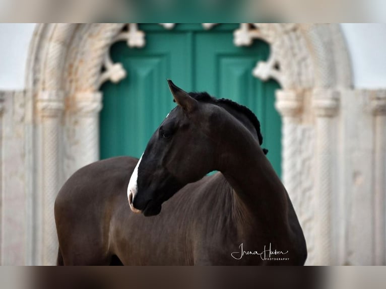 Lusitano Klacz 4 lat 158 cm Bułana in Branco