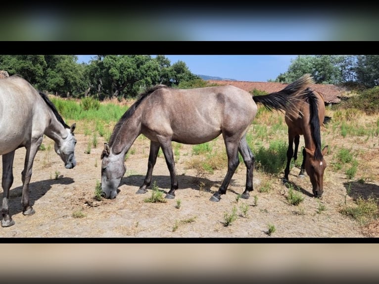 Lusitano Klacz 4 lat 158 cm Bułana in Branco