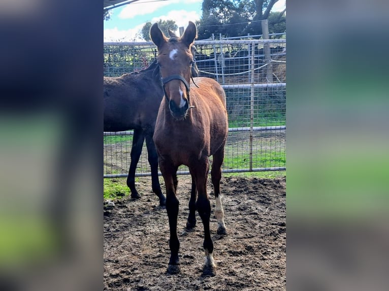 Lusitano Klacz 4 lat 158 cm Bułana in Branco
