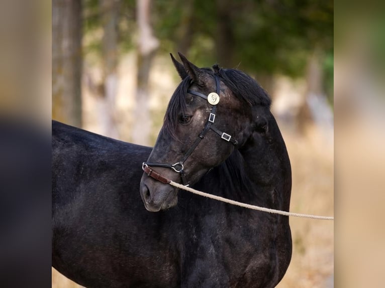 Lusitano Klacz 4 lat 159 cm Siwa in El Espinar