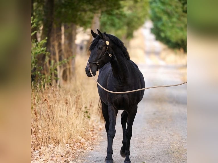 Lusitano Klacz 4 lat 159 cm Siwa in El Espinar
