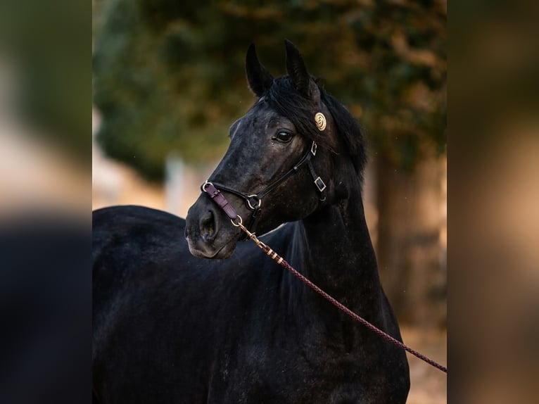 Lusitano Klacz 4 lat 159 cm Siwa in El Espinar