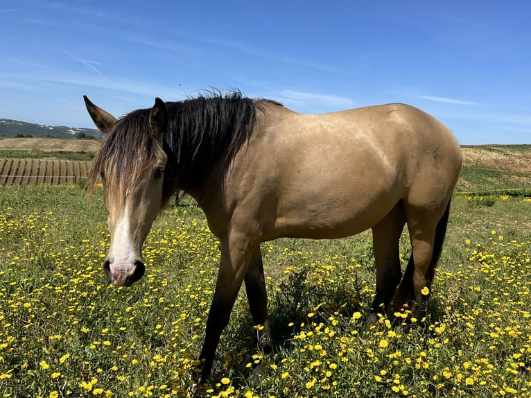 Lusitano Klacz 4 lat 160 cm Bułana in Encarnação
