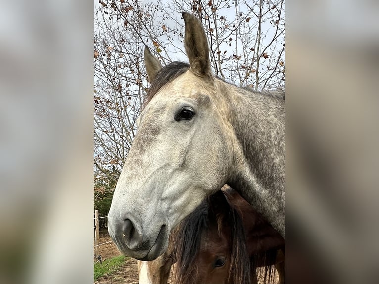 Lusitano Klacz 4 lat 160 cm Siwa in Encarnação