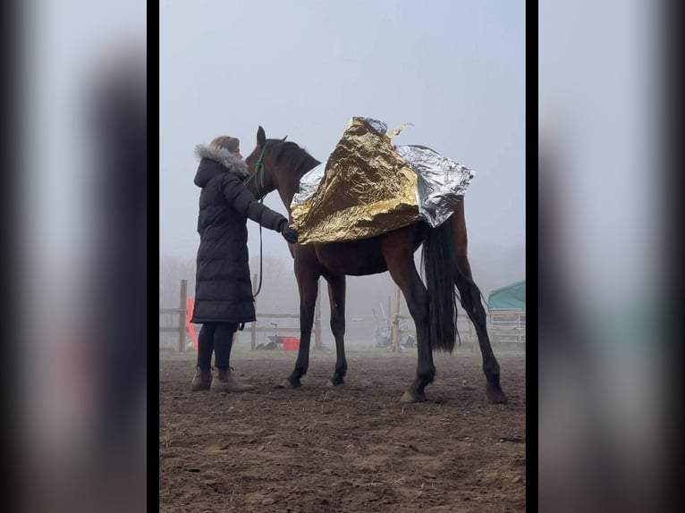 Lusitano Klacz 4 lat 162 cm Gniada in Thyrow