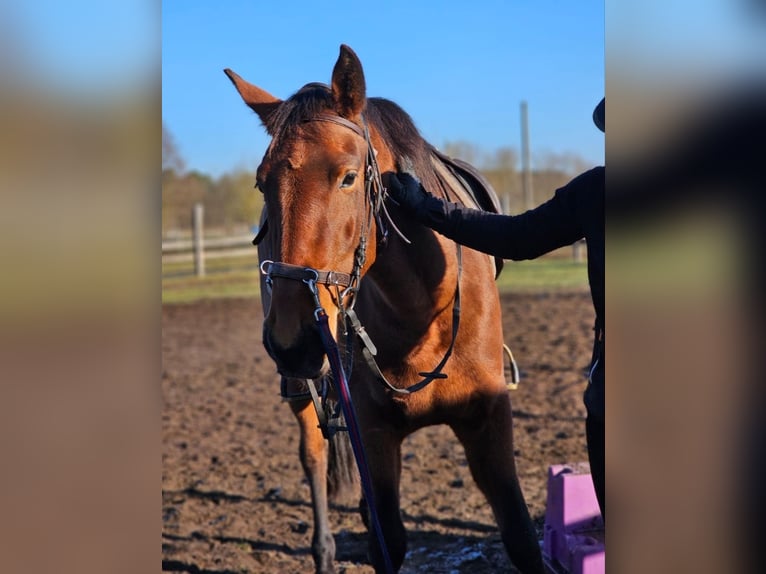 Lusitano Klacz 4 lat 162 cm Gniada in Thyrow