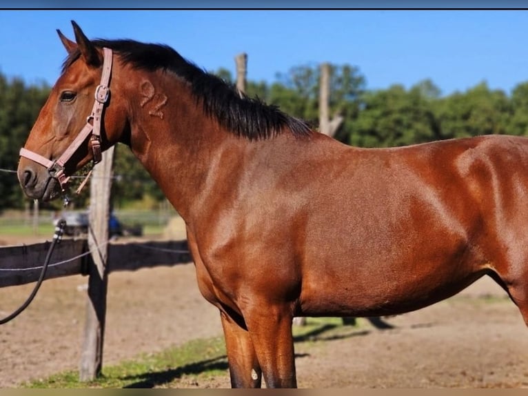 Lusitano Klacz 4 lat 162 cm Gniada in Thyrow