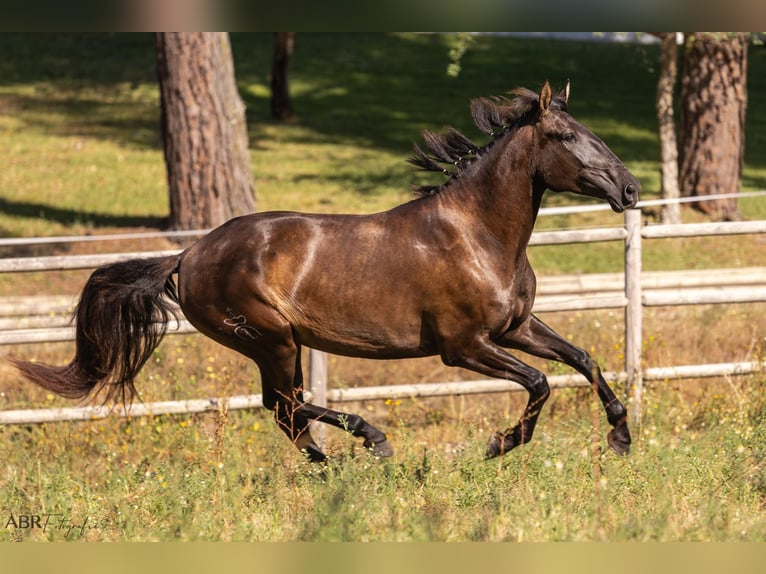Lusitano Klacz 4 lat 162 cm Kara in St.Estevao