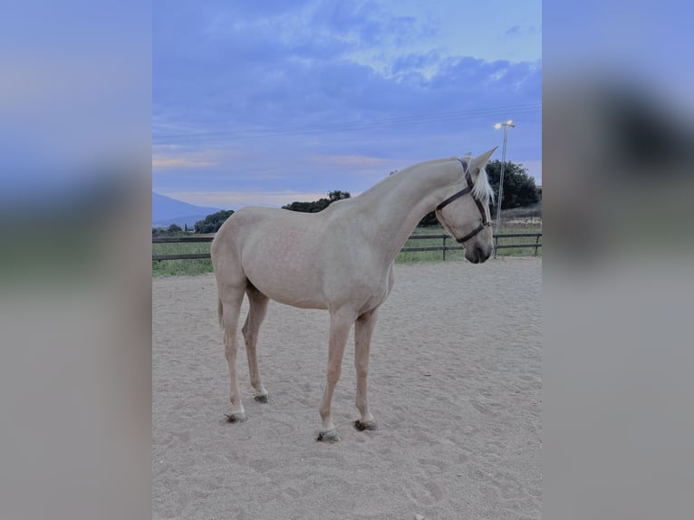 Lusitano Klacz 4 lat 162 cm Perlino in Pedrinya (Ajuntament Crespia)