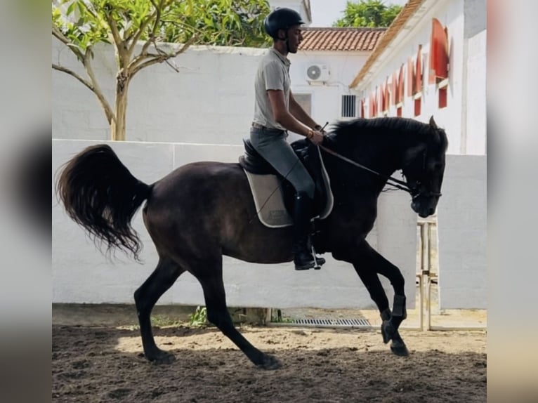 Lusitano Klacz 4 lat 162 cm Siwa in Ourém