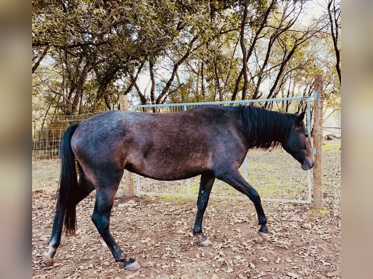 Lusitano Klacz 4 lat 162 cm Siwa in Ourém