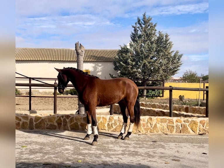 Lusitano Klacz 4 lat 163 cm Gniada in Albacete