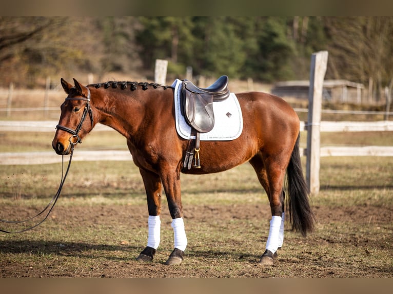 Lusitano Klacz 4 lat 164 cm Gniada in Thyrow