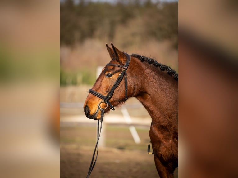 Lusitano Klacz 4 lat 164 cm Gniada in Thyrow