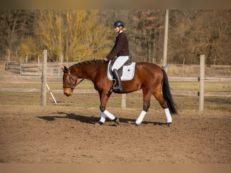 Lusitano Klacz 4 lat 164 cm Gniada in Thyrow