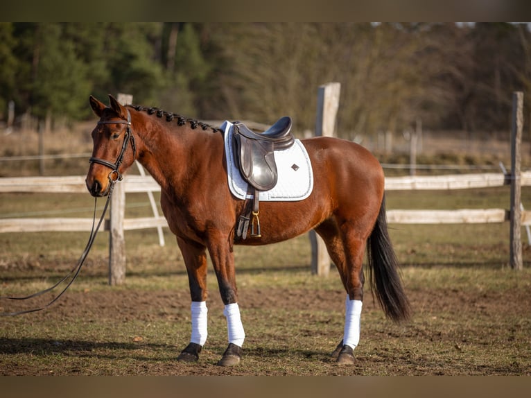 Lusitano Klacz 4 lat 164 cm Gniada in Thyrow