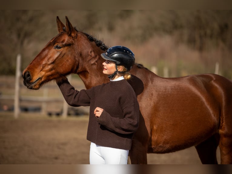 Lusitano Klacz 4 lat 164 cm Gniada in Thyrow