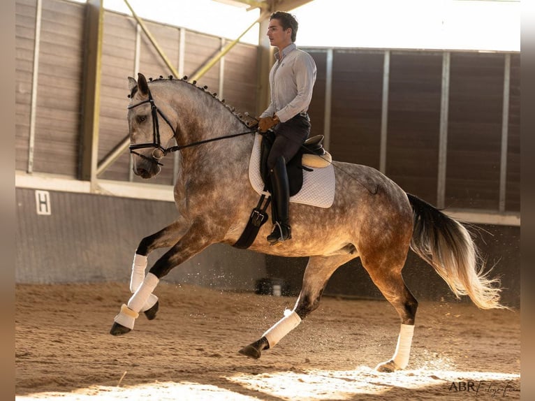 Lusitano Klacz 4 lat 166 cm Siwa in Lisboa