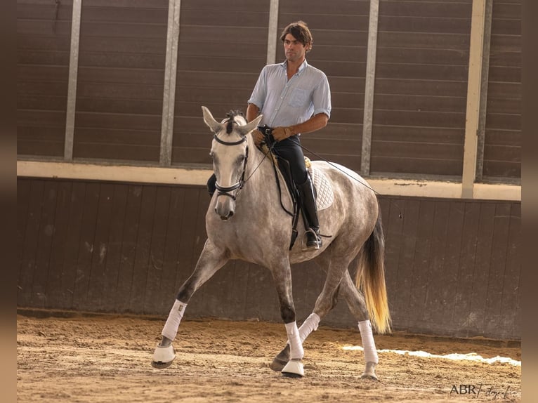 Lusitano Klacz 4 lat 166 cm Siwa in Lissabon