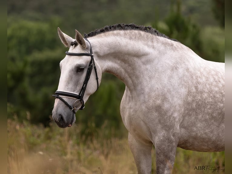 Lusitano Klacz 4 lat 166 cm Siwa in Lissabon