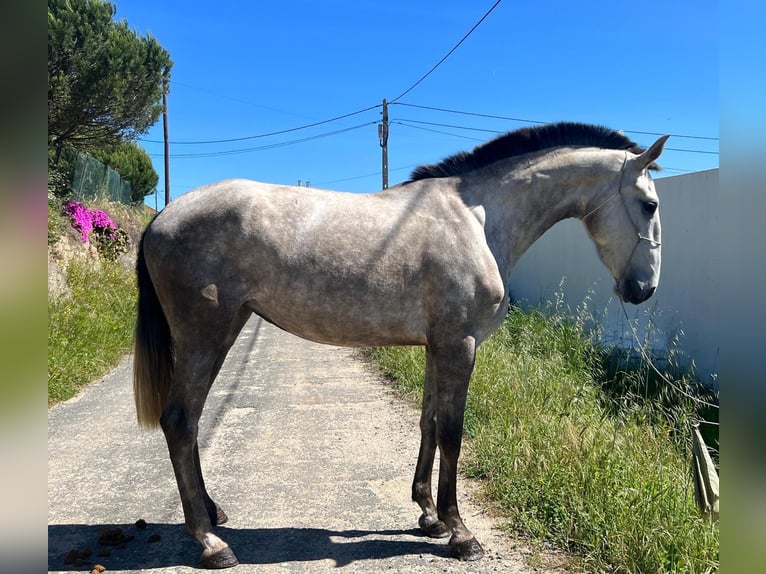 Lusitano Klacz 4 lat 167 cm Siwa in Leiria