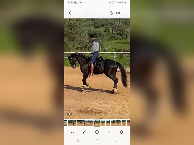 Lusitano Klacz 4 lat 168 cm Kara in Pera
