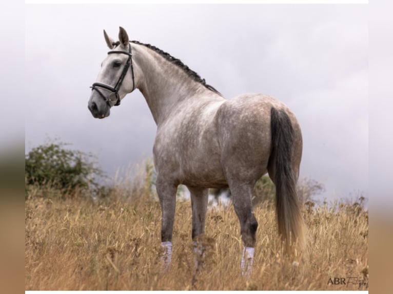 Lusitano Klacz 4 lat 168 cm Siwa in Rio Maior