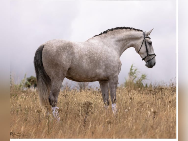 Lusitano Klacz 4 lat 168 cm Siwa in Rio Maior