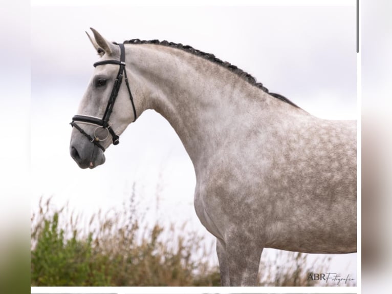 Lusitano Klacz 4 lat 168 cm Siwa in Rio Maior