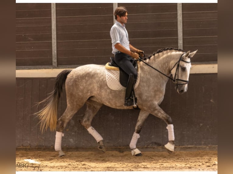 Lusitano Klacz 4 lat 168 cm Siwa in Rio Maior