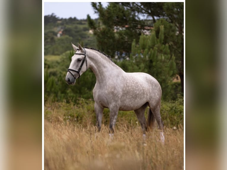 Lusitano Klacz 4 lat 168 cm Siwa in Rio Maior