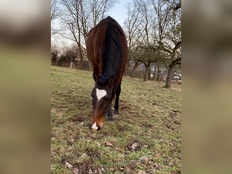 Lusitano Klacz 4 lat Gniada in Gro&#xDF;-Umstadt