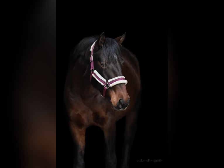 Lusitano Klacz 5 lat 155 cm Gniada in Lollar