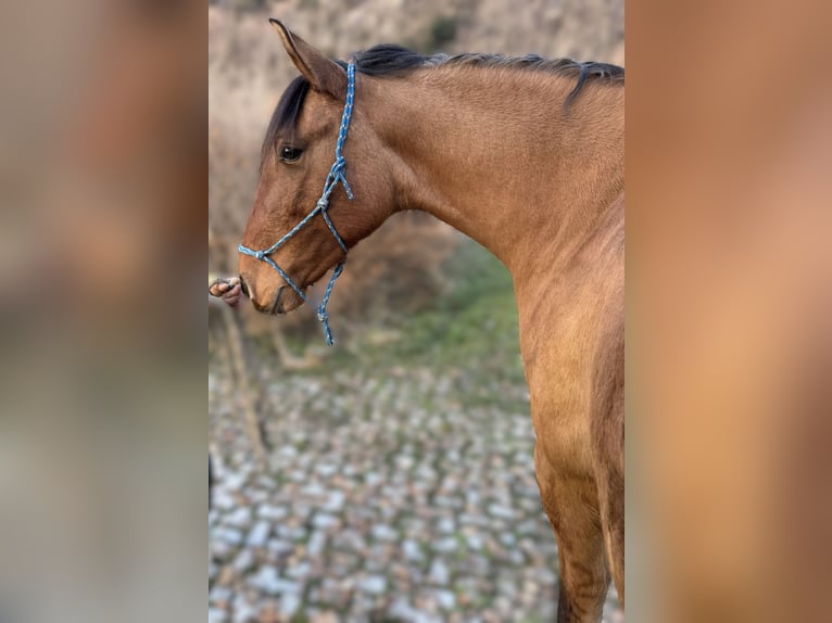 Lusitano Mix Klacz 5 lat 155 cm Jelenia in Morbegno