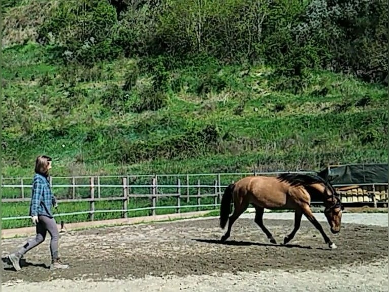 Lusitano Mix Klacz 5 lat 155 cm Jelenia in Morbegno