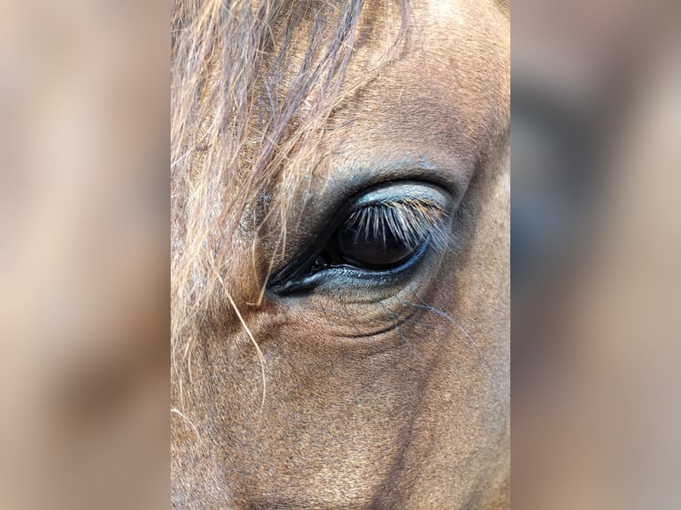 Lusitano Mix Klacz 5 lat 155 cm Jelenia in Morbegno