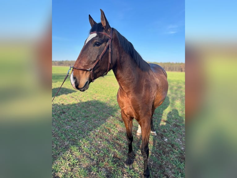 Lusitano Klacz 5 lat 156 cm Gniada in Groß-Umstadt