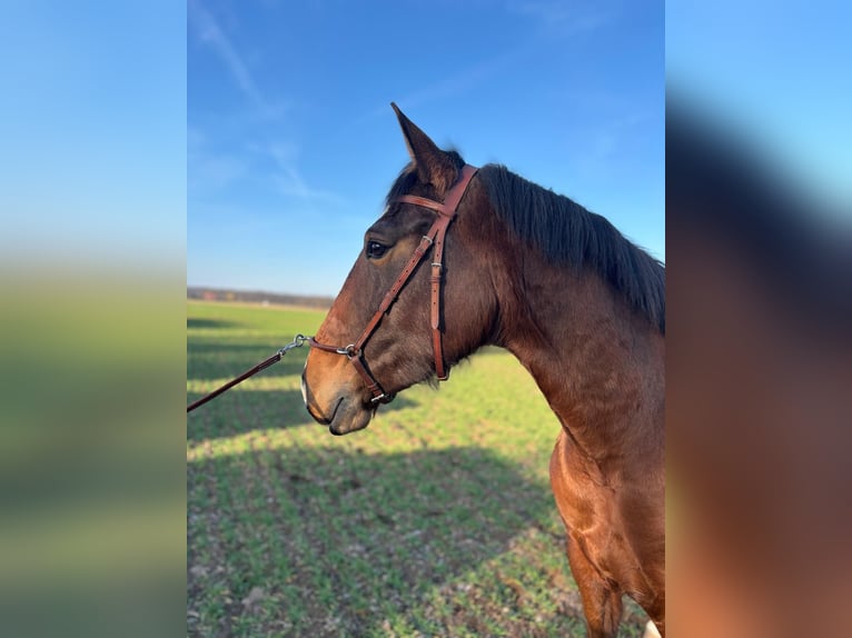 Lusitano Klacz 5 lat 156 cm Gniada in Groß-Umstadt