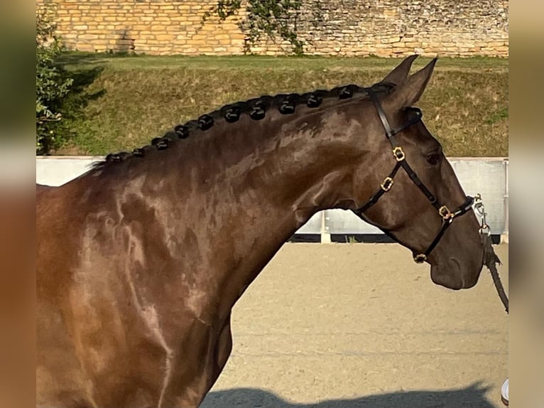 Lusitano Klacz 5 lat 158 cm Kara in Nancy