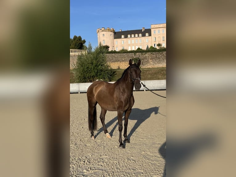 Lusitano Klacz 5 lat 158 cm Kara in Nancy
