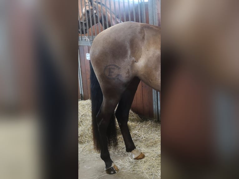 Lusitano Klacz 5 lat 158 cm Kara in Nancy